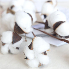 Cotton Stems